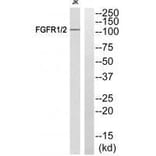Western blot - FGFR1/2 (Ab-463) Antibody from Signalway Antibody (33264) - Antibodies.com