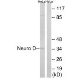 Western blot - Neuro D (Ab-274) Antibody from Signalway Antibody (33290) - Antibodies.com
