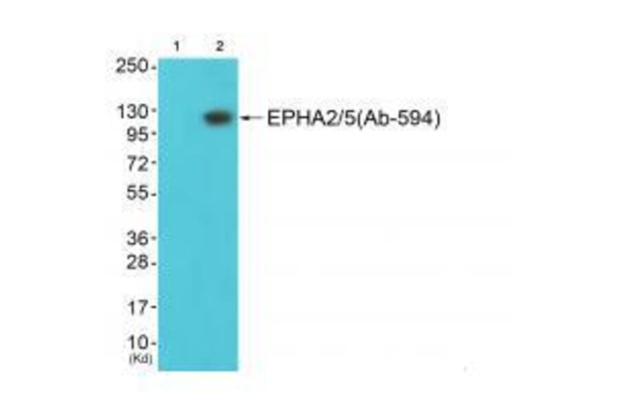 Western blot - EPHA2/5 (Ab-594) Antibody from Signalway Antibody (33309) - Antibodies.com