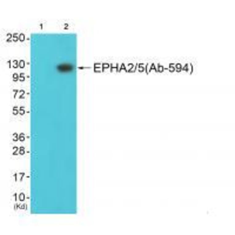 Western blot - EPHA2/5 (Ab-594) Antibody from Signalway Antibody (33309) - Antibodies.com