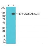 Western blot - EPHA2/5 (Ab-594) Antibody from Signalway Antibody (33309) - Antibodies.com