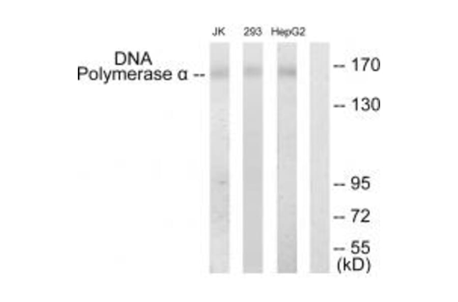 Western blot - DNA Polymerase α Antibody from Signalway Antibody (33665) - Antibodies.com
