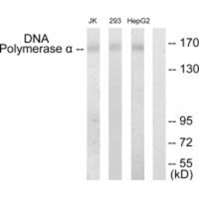 Western blot - DNA Polymerase α Antibody from Signalway Antibody (33665) - Antibodies.com