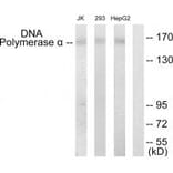 Western blot - DNA Polymerase α Antibody from Signalway Antibody (33665) - Antibodies.com