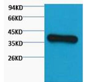 Western blot - GAPDH Monoclonal Antibody from Signalway Antibody (40493) - Antibodies.com