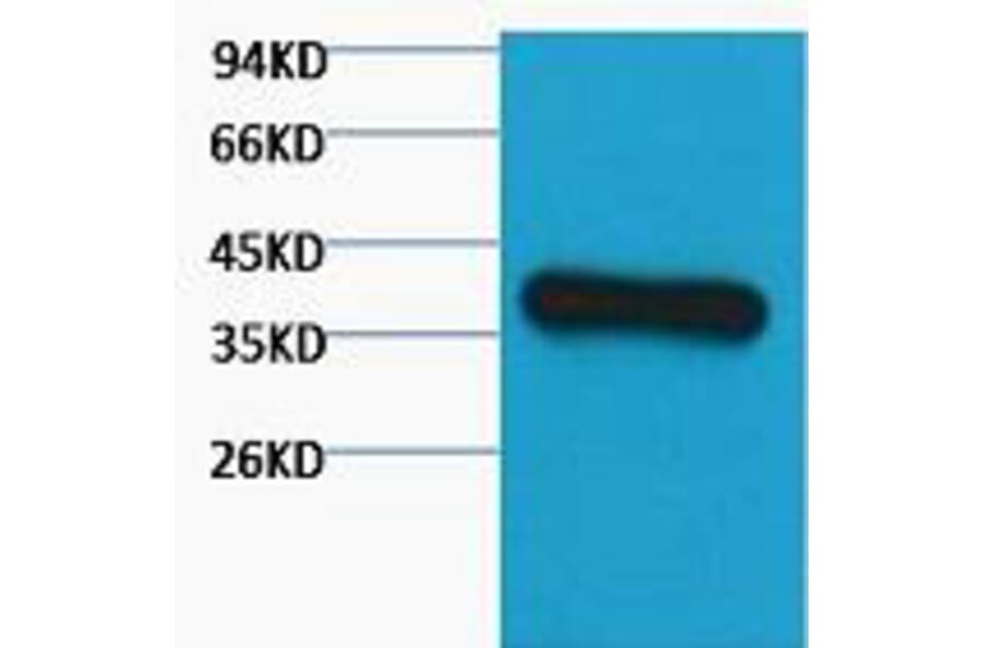 Western blot - GAPDH Monoclonal Antibody from Signalway Antibody (40493) - Antibodies.com