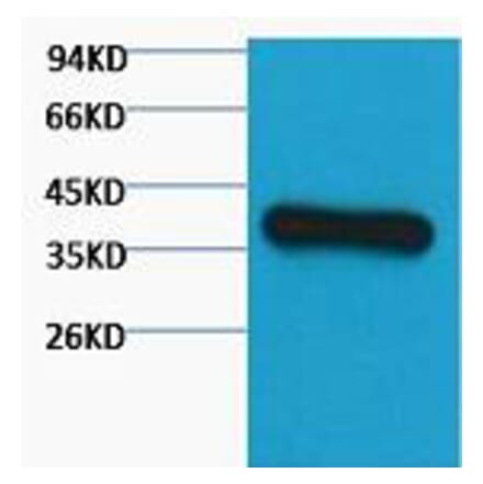 Western blot - GAPDH Monoclonal Antibody from Signalway Antibody (40493) - Antibodies.com