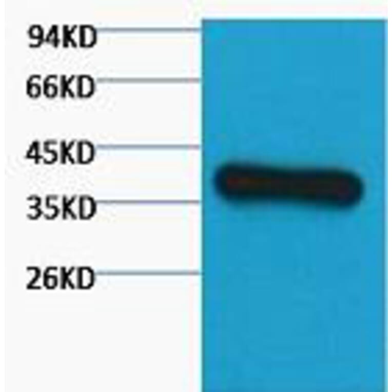 Western blot - GAPDH Monoclonal Antibody from Signalway Antibody (40493) - Antibodies.com