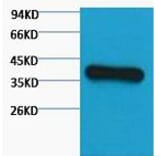 Western blot - GAPDH Monoclonal Antibody from Signalway Antibody (40493) - Antibodies.com