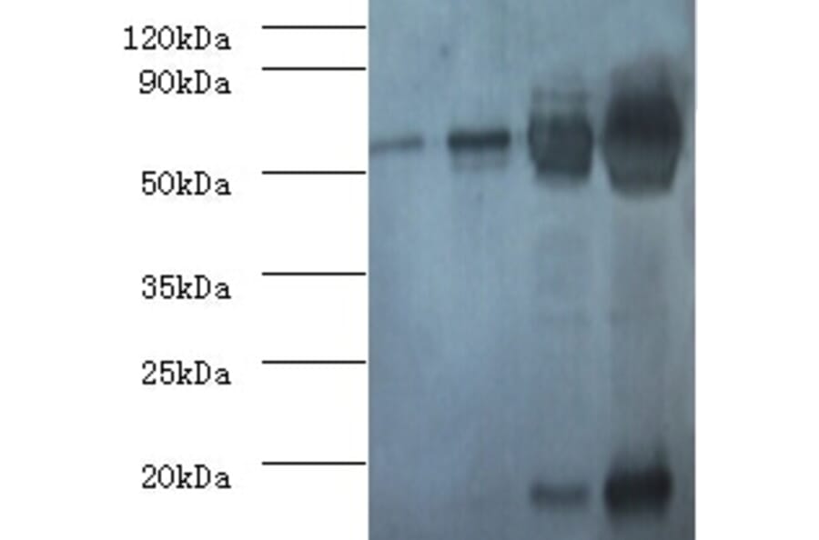 RBCMT Polyclonal Antibody from Signalway Antibody (42064) - Antibodies.com
