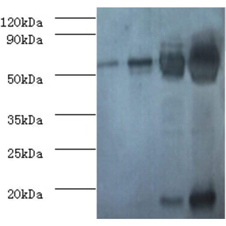 RBCMT Polyclonal Antibody from Signalway Antibody (42064) - Antibodies.com