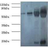 RBCMT Polyclonal Antibody from Signalway Antibody (42064) - Antibodies.com