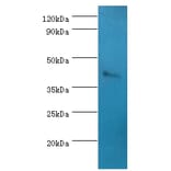 SSTR4 Polyclonal Antibody from Signalway Antibody (42334) - Antibodies.com