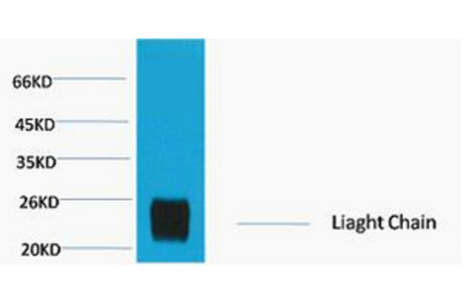 Western blot - Rabbit IgG (Light Chain Specific) Monoclonal Antibody from Signalway Antibody - Antibodies.com