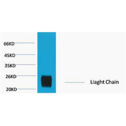 Western blot - Rabbit IgG (Light Chain Specific) Monoclonal Antibody from Signalway Antibody - Antibodies.com
