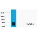 Western blot - Rabbit IgG (Light Chain Specific) Monoclonal Antibody from Signalway Antibody - Antibodies.com
