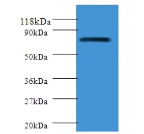 Polymeric immunoglobulin receptor Polyclonal Antibody from Signalway Antibody (42292) - Antibodies.com