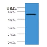 Polymeric immunoglobulin receptor Polyclonal Antibody from Signalway Antibody (42292) - Antibodies.com