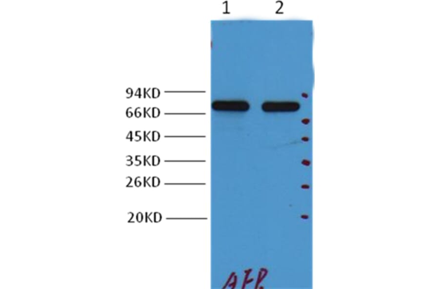 Western blot - alpha 1 Fetoprotein Mouse Monoclonal Antibody from Signalway Antibody (38032) - Antibodies.com