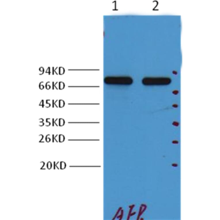 Western blot - alpha 1 Fetoprotein Mouse Monoclonal Antibody from Signalway Antibody (38032) - Antibodies.com