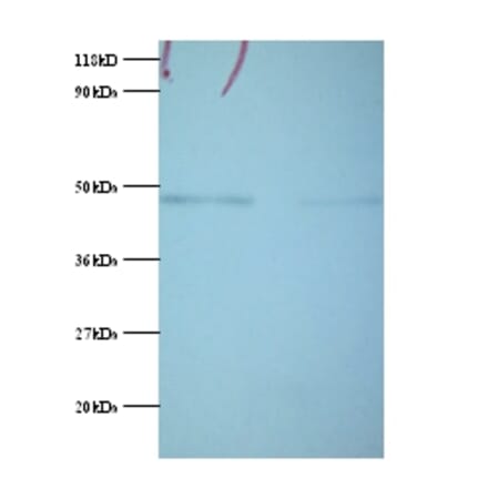 Phosphoglycerate kinase 1 Polyclonal Antibody from Signalway Antibody (42053) - Antibodies.com