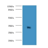 Elongation factor 1-delta Polyclonal Antibody from Signalway Antibody (42154) - Antibodies.com