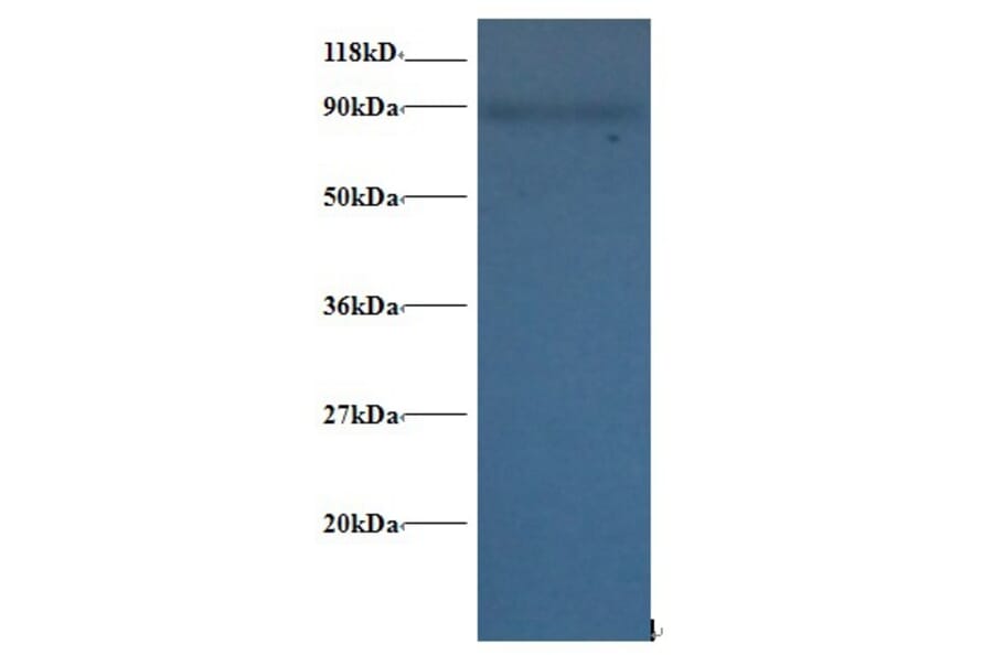 60S ribosomal protein L38 Polyclonal Antibody from Signalway Antibody (42351) - Antibodies.com
