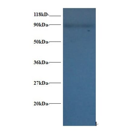 60S ribosomal protein L38 Polyclonal Antibody from Signalway Antibody (42351) - Antibodies.com