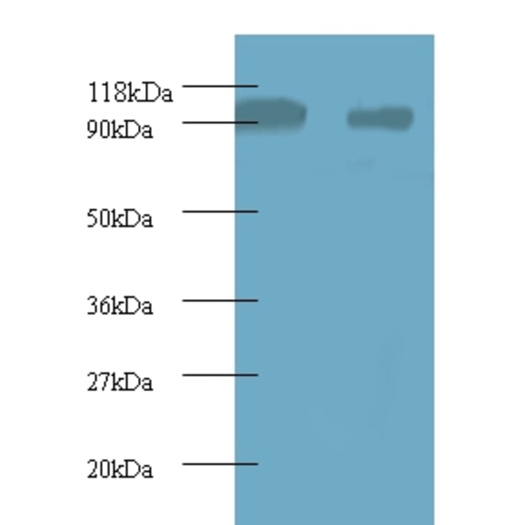 40S ribosomal protein S12 Polyclonal Antibody from Signalway Antibody (42359) - Antibodies.com