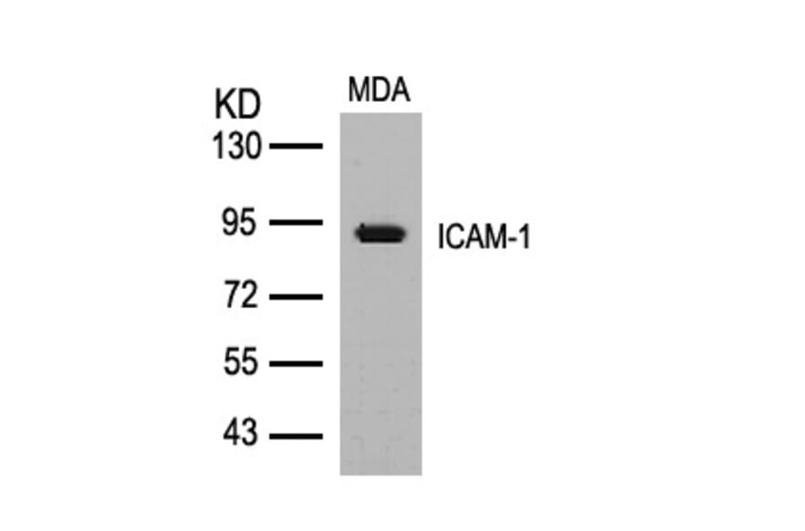 Western blot - ICAM-1 (Ab-512) Antibody from Signalway Antibody (21106) - Antibodies.com