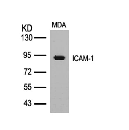 Western blot - ICAM-1 (Ab-512) Antibody from Signalway Antibody (21106) - Antibodies.com