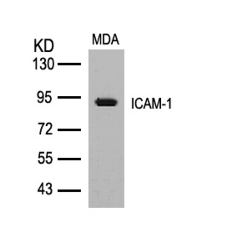 Western blot - ICAM-1 (Ab-512) Antibody from Signalway Antibody (21106) - Antibodies.com