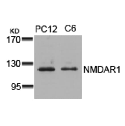 Western blot - NMDAR1 (Ab-896) Antibody from Signalway Antibody (21133) - Antibodies.com