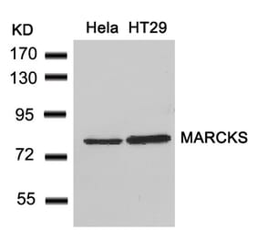 Western blot - MARCKS (Ab-162) Antibody from Signalway Antibody (21257) - Antibodies.com