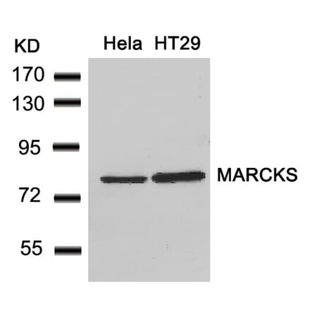 Western blot - MARCKS (Ab-162) Antibody from Signalway Antibody (21257) - Antibodies.com