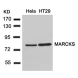 Western blot - MARCKS (Ab-162) Antibody from Signalway Antibody (21257) - Antibodies.com