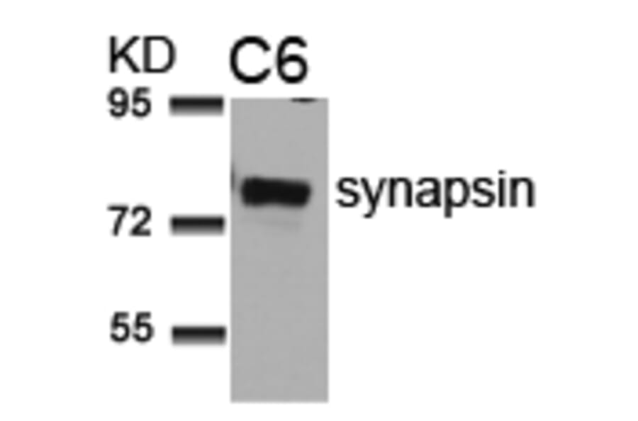 Western blot - synapsin (Ab-9) Antibody from Signalway Antibody (21259) - Antibodies.com