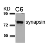 Western blot - synapsin (Ab-9) Antibody from Signalway Antibody (21259) - Antibodies.com