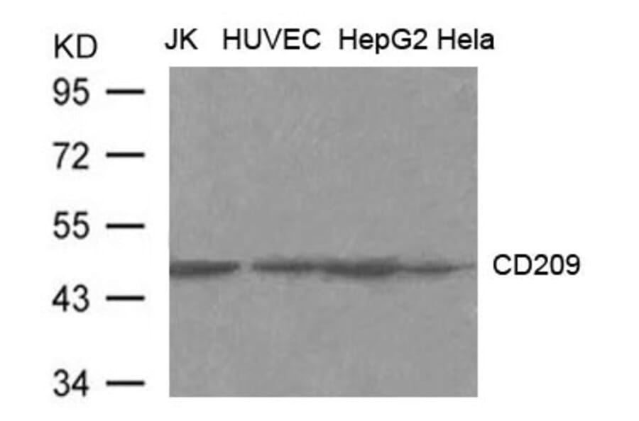 Western blot - CD209 (DC-SIGN) Antibody from Signalway Antibody (21600) - Antibodies.com