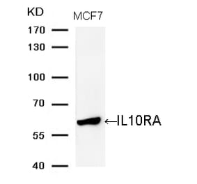 Western blot - IL10RA (Ab-370) Antibody from Signalway Antibody (21697) - Antibodies.com