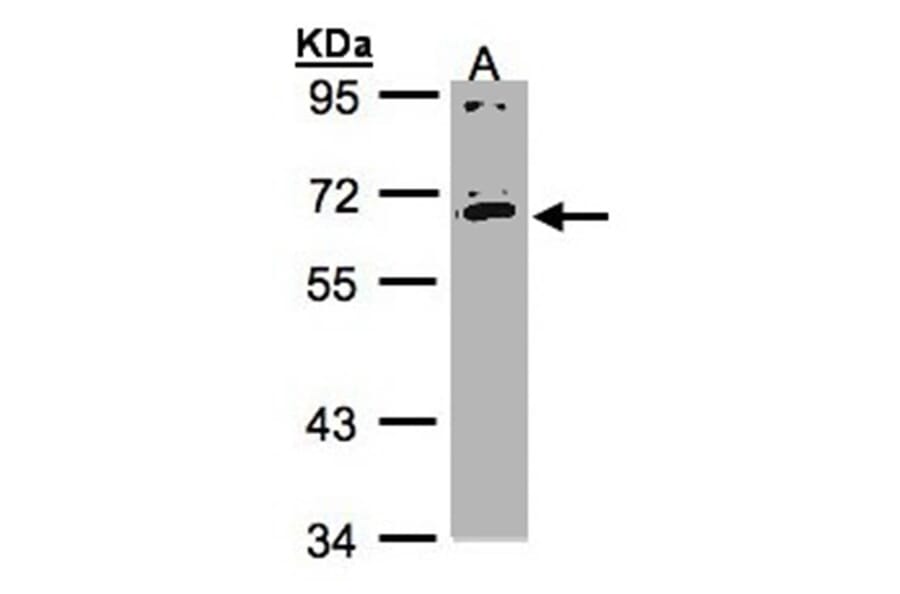 IL17 receptor C antibody from Signalway Antibody (22229) - Antibodies.com