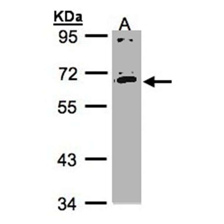 IL17 receptor C antibody from Signalway Antibody (22229) - Antibodies.com