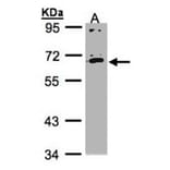 IL17 receptor C antibody from Signalway Antibody (22229) - Antibodies.com