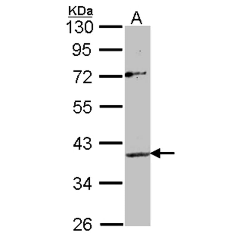 Apelin receptor antibody from Signalway Antibody (22823) - Antibodies.com