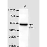 SOX2 Monoclonal Antibody from Signalway Antibody (27015) - Antibodies.com