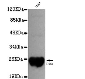 DsbA Monoclonal Antibody from Signalway Antibody (27049) - Antibodies.com
