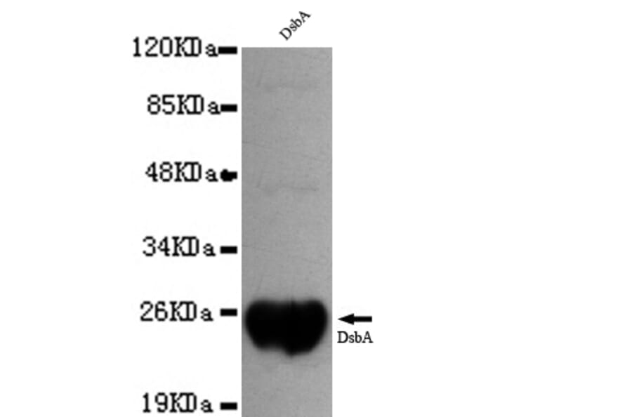 DsbA Monoclonal Antibody from Signalway Antibody (27049) - Antibodies.com