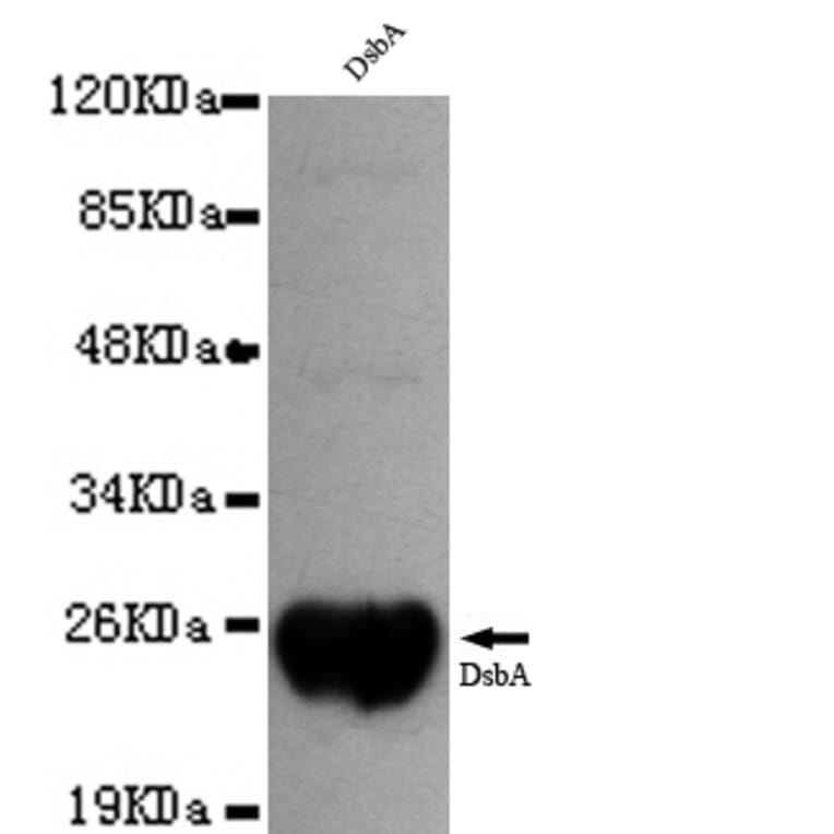 DsbA Monoclonal Antibody from Signalway Antibody (27049) - Antibodies.com