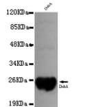 DsbA Monoclonal Antibody from Signalway Antibody (27049) - Antibodies.com