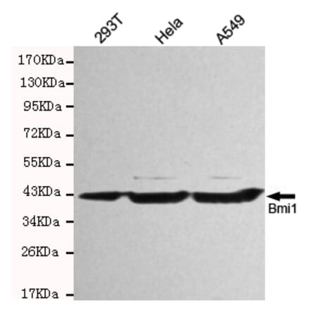 Western blot - Bmi1 Monoclonal Antibody from Signalway Antibody (27170) - Antibodies.com